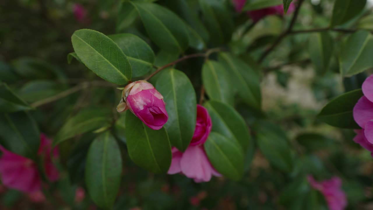 茶花x威廉西视频下载