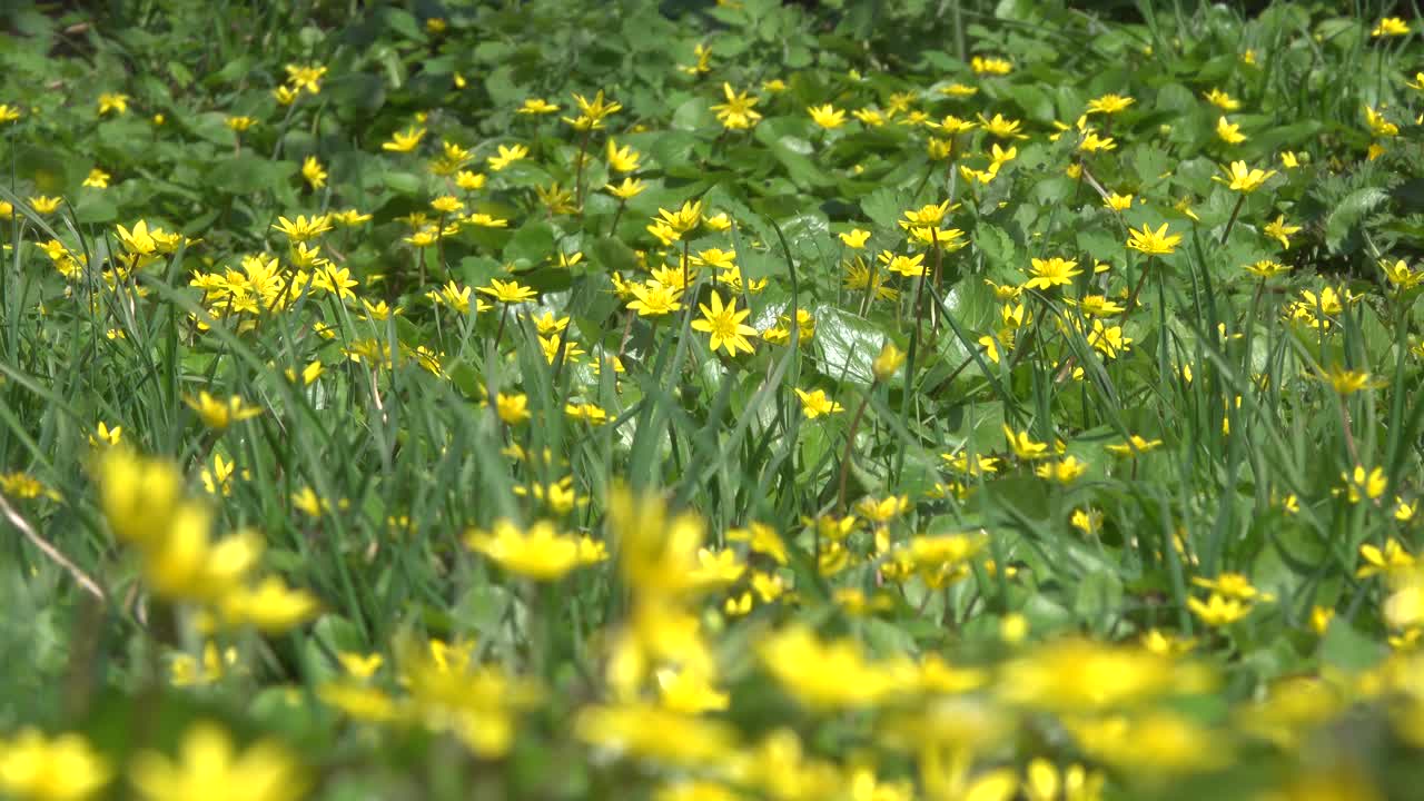 草地上开着黄花的毛茛。视频素材