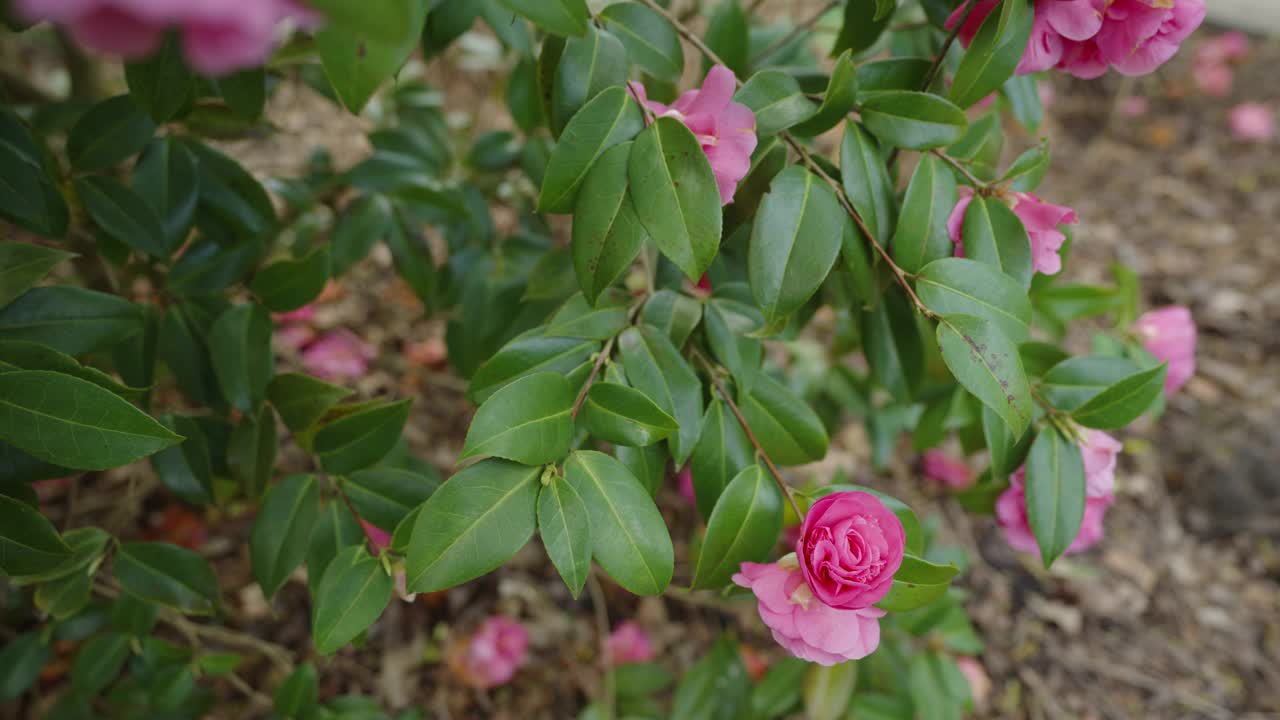 茶花x威廉西视频下载