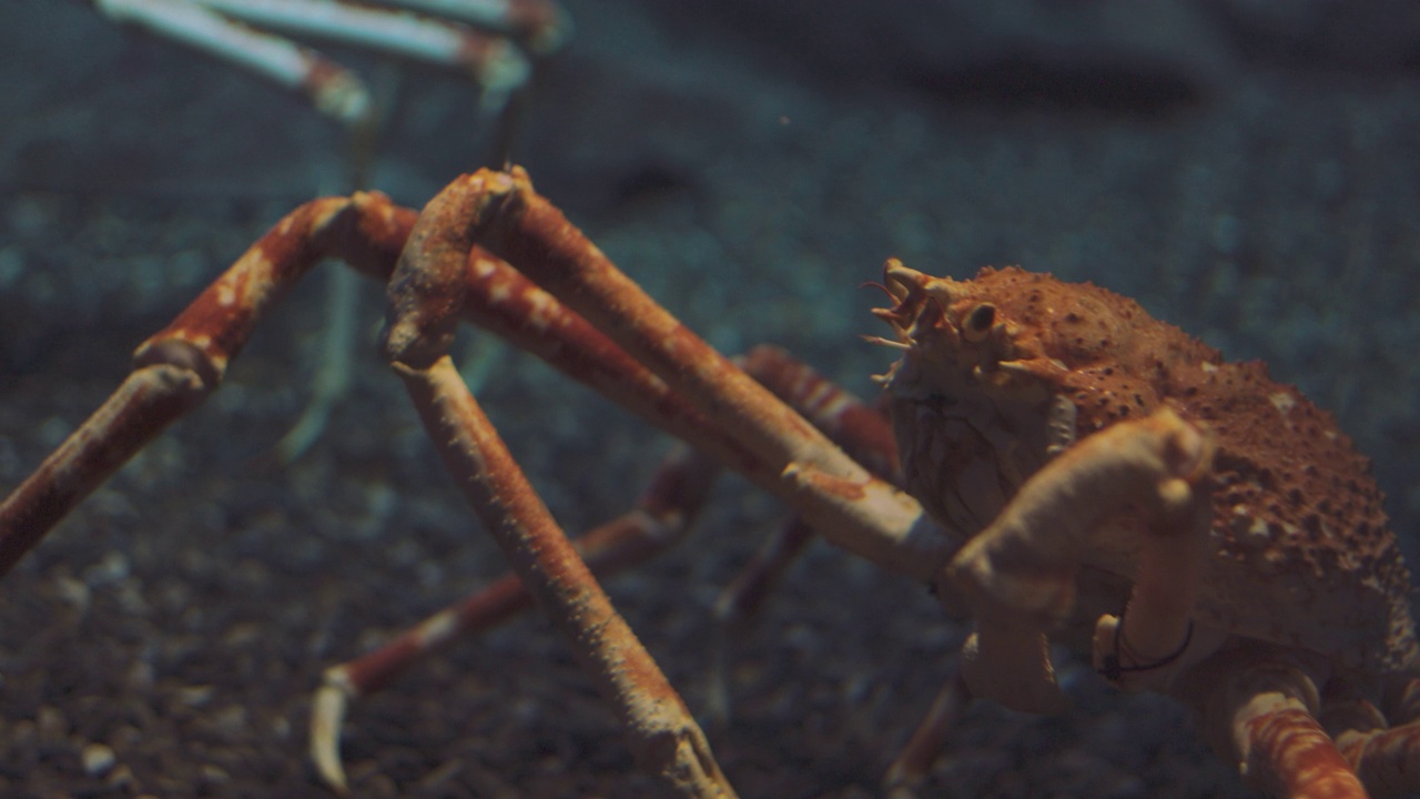 近距离4K的帝王蟹(阿拉斯加蟹或蜘蛛蟹)生活在水族箱中，为游客展示美丽而巨大的爪子。蜘蛛蟹是来自深海的奢华新鲜海鲜。视频素材