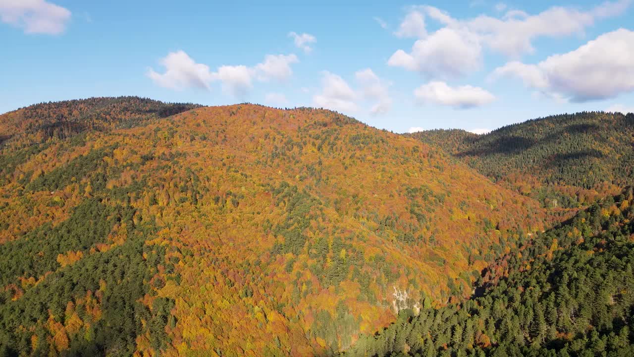 秋天森林里的树视频素材