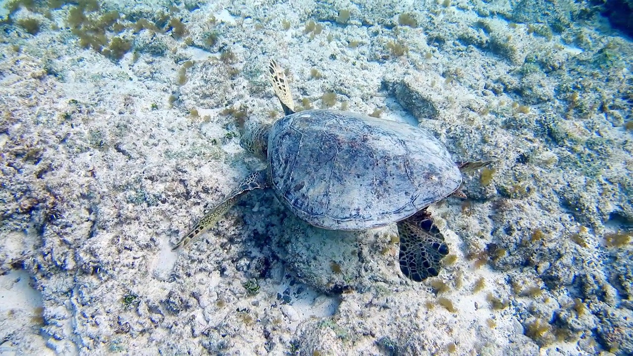 绿海龟游泳视频素材