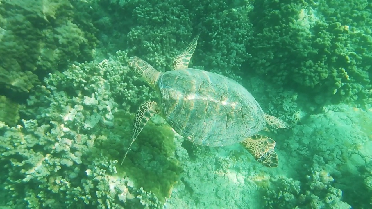 绿海龟游泳视频素材