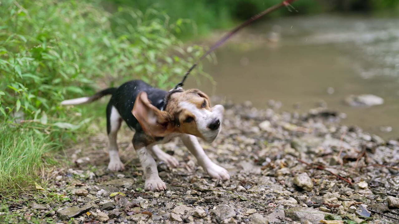 湿的小猎犬小狗在抖水。狗狗夏天在河里洗澡，享受大自然。有趣的动物。视频素材