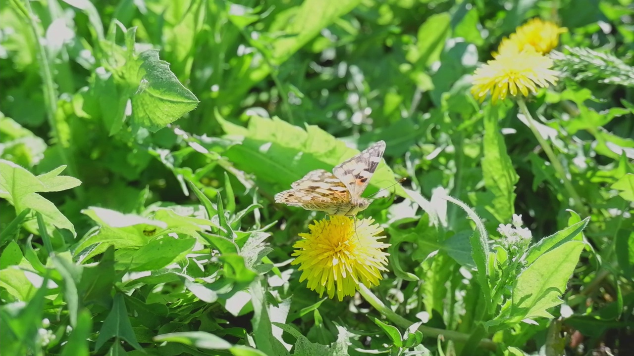 一只孔雀蝴蝶正在吃蒲公英花上的花蜜视频素材