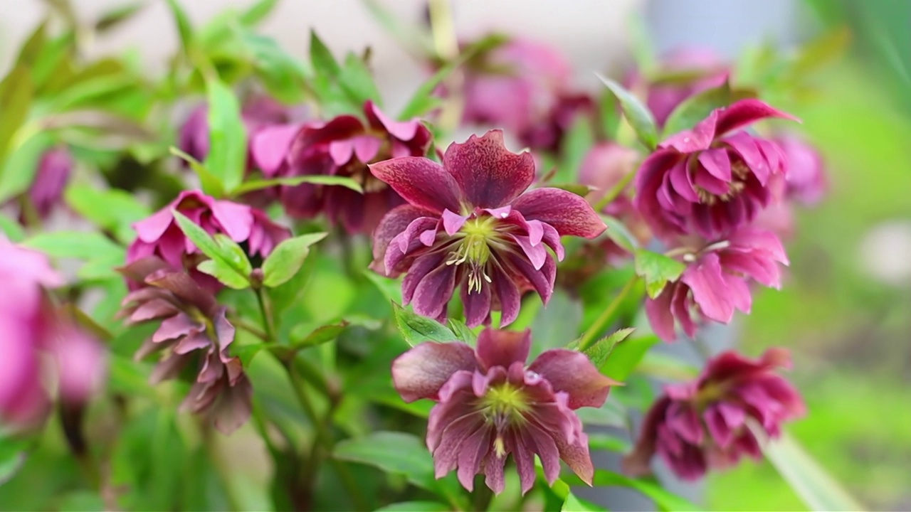 紫色的Hellebore花闭合在花园里视频素材