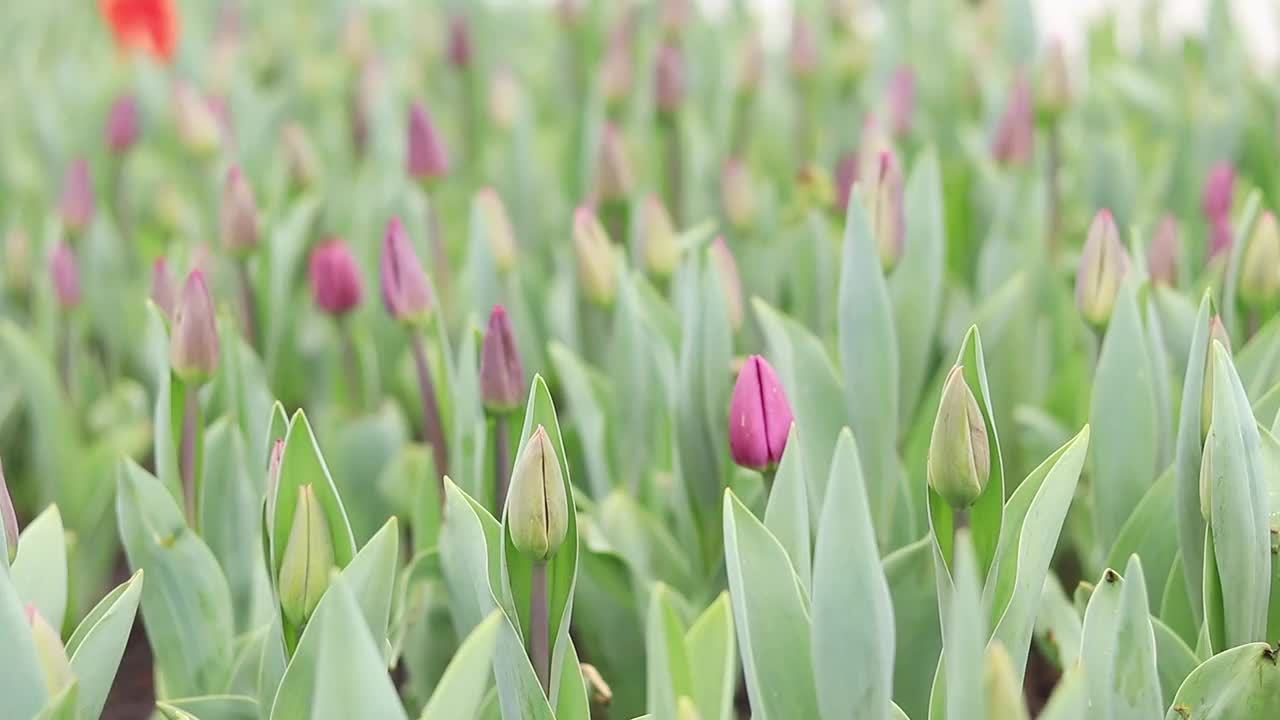 粉色郁金香的花蕾特写视频素材