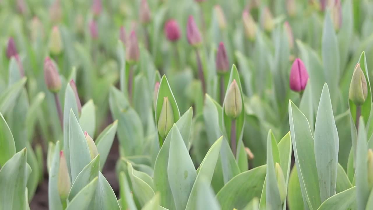 粉色郁金香的花蕾特写视频素材