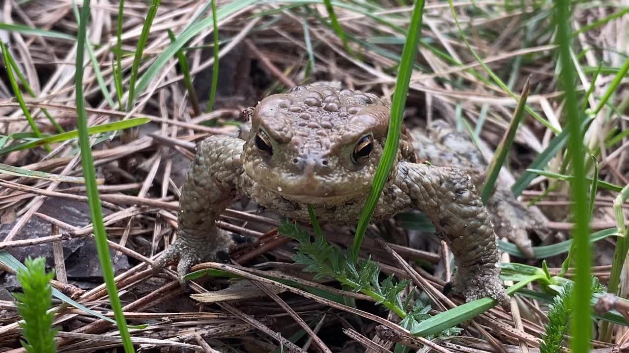 青蛙视频素材