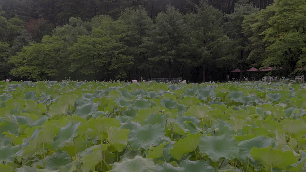 下雨天奉善寺附近的荷叶和田野/南阳州，韩国京畿道视频素材