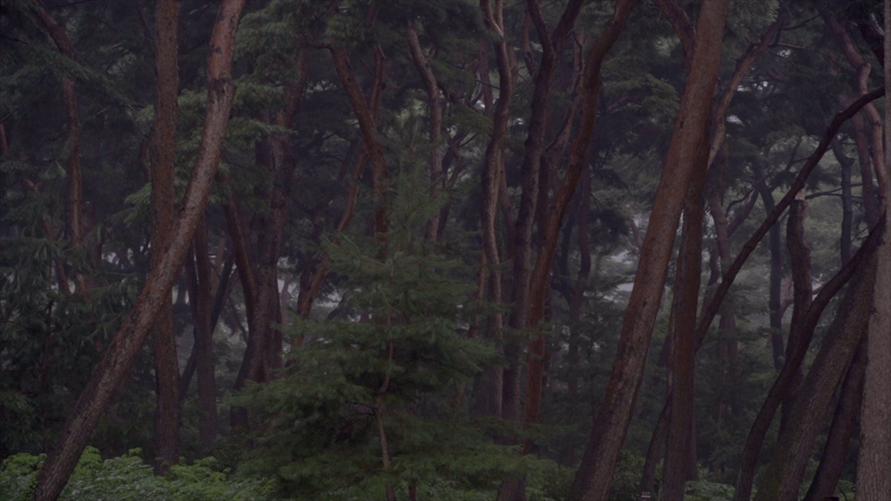 下雨天，韩国京畿道南杨州市，松树和撒陵王陵附近视频素材