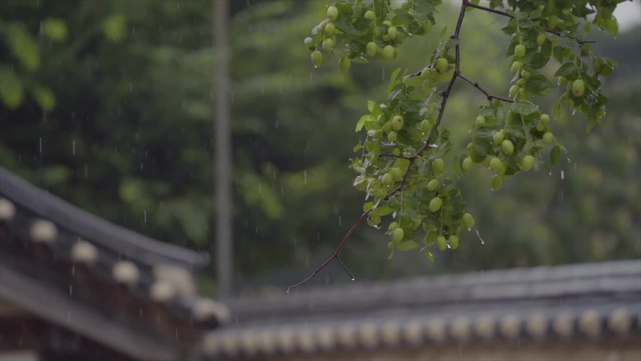 下雨天的水果和撒陵王陵/南阳州，韩国，京畿道视频素材