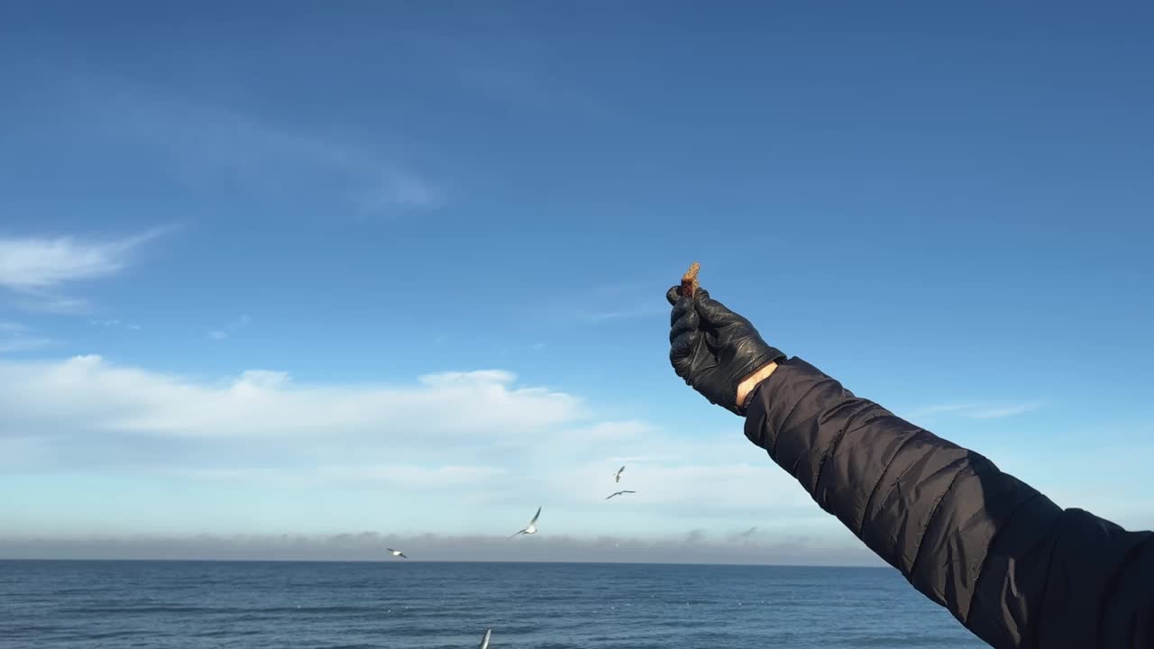 海边喂海鸥。黑衣手捧着一片面包，对着蓝天视频素材