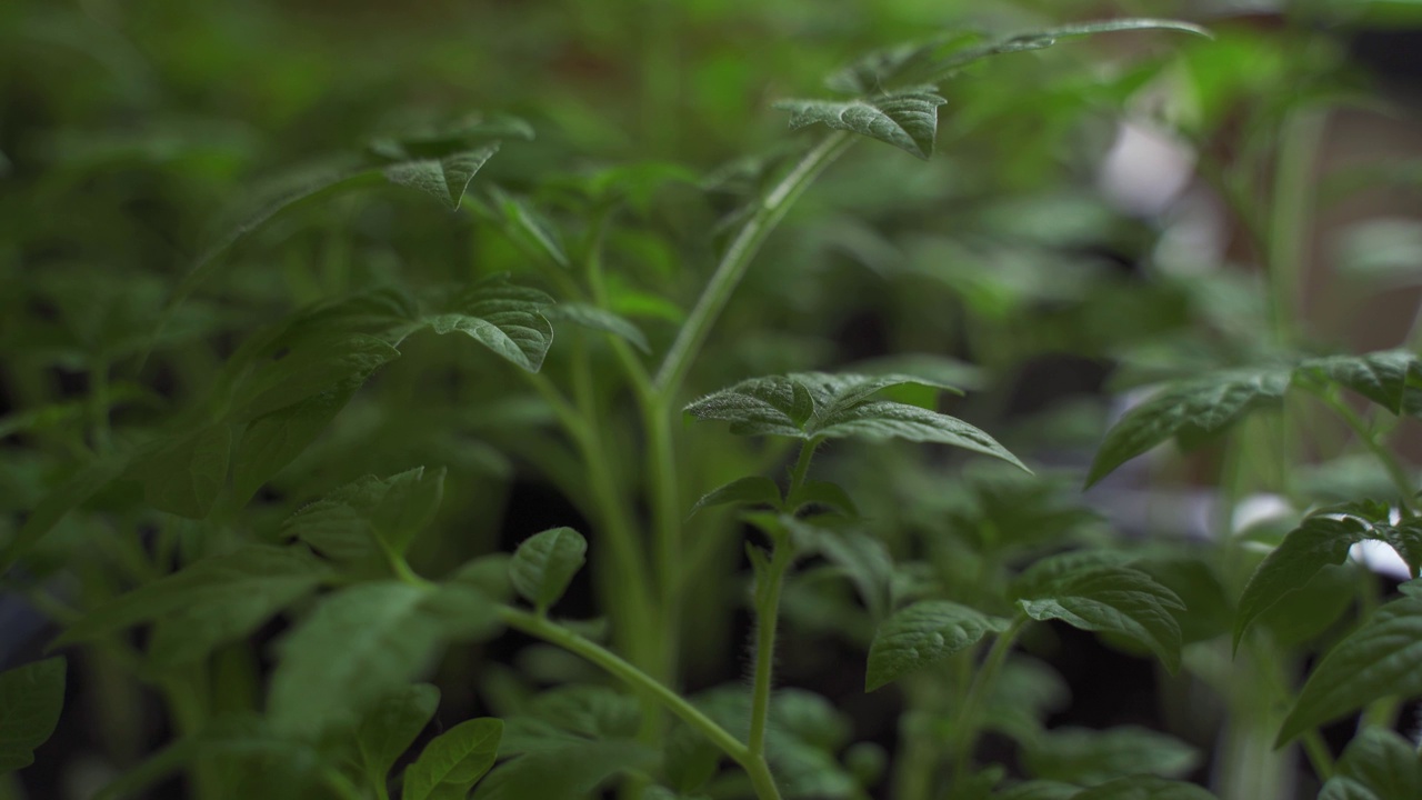 容器里的绿色番茄幼苗，温室里一排排的种植园。视频素材