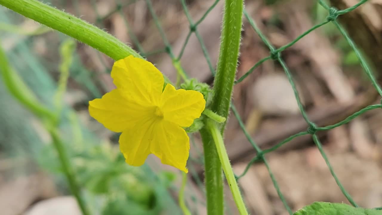 年轻的黄瓜果实和花朵随风轻微移动，高质量的全高清镜头视频素材