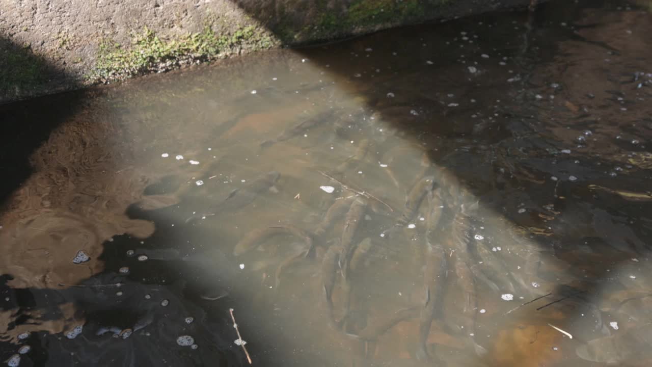 池塘里的鳟鱼视频素材