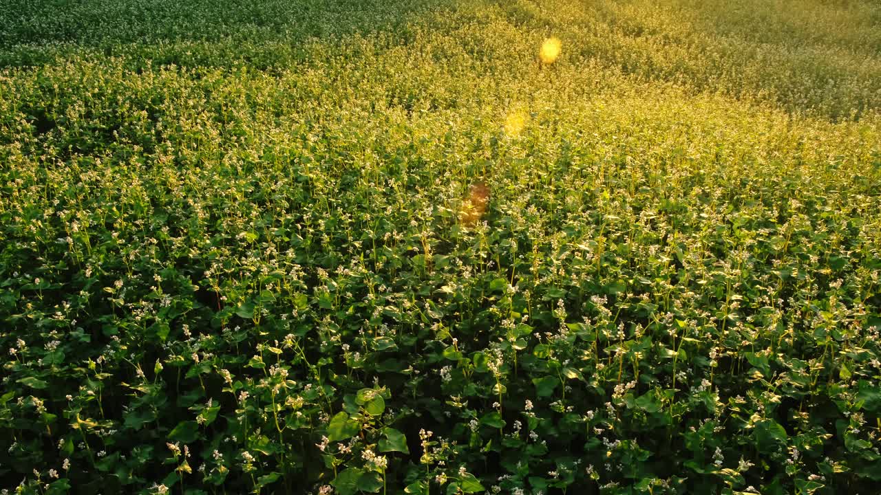 农场里的荞麦在夕阳下开着白花。太阳耀斑。农业植物种植。农业的概念。有机环保食品种植。收获风景。农业企业视频素材