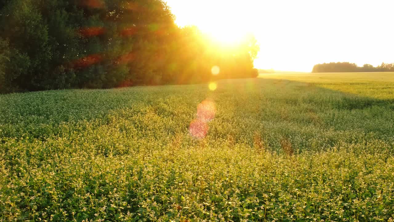 农场里的荞麦在夕阳下开着白花。太阳耀斑。农业植物种植。农业的概念。有机环保食品种植。收获风景。农业企业视频素材