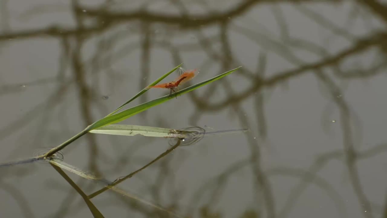 红色的蜻蜓视频下载