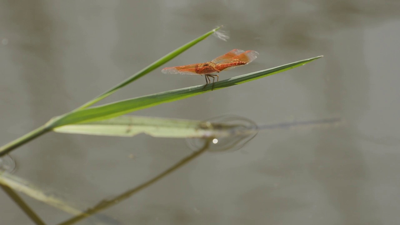 红色的蜻蜓视频下载