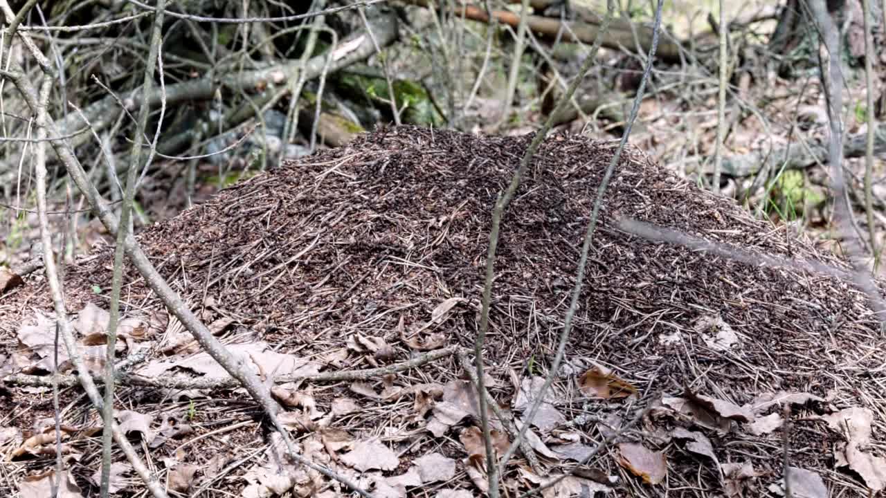 野生针叶林中的大蚁丘。野生昆虫。视频素材