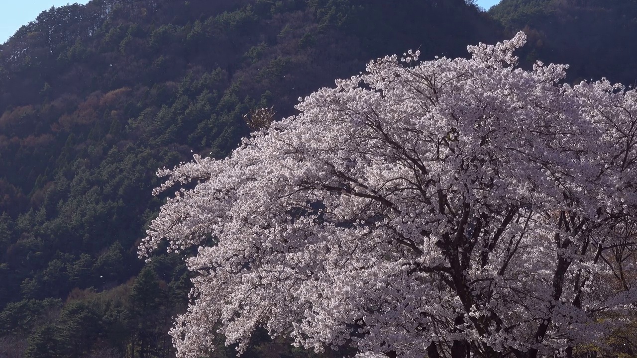 樱花盛开的日本风景视频素材