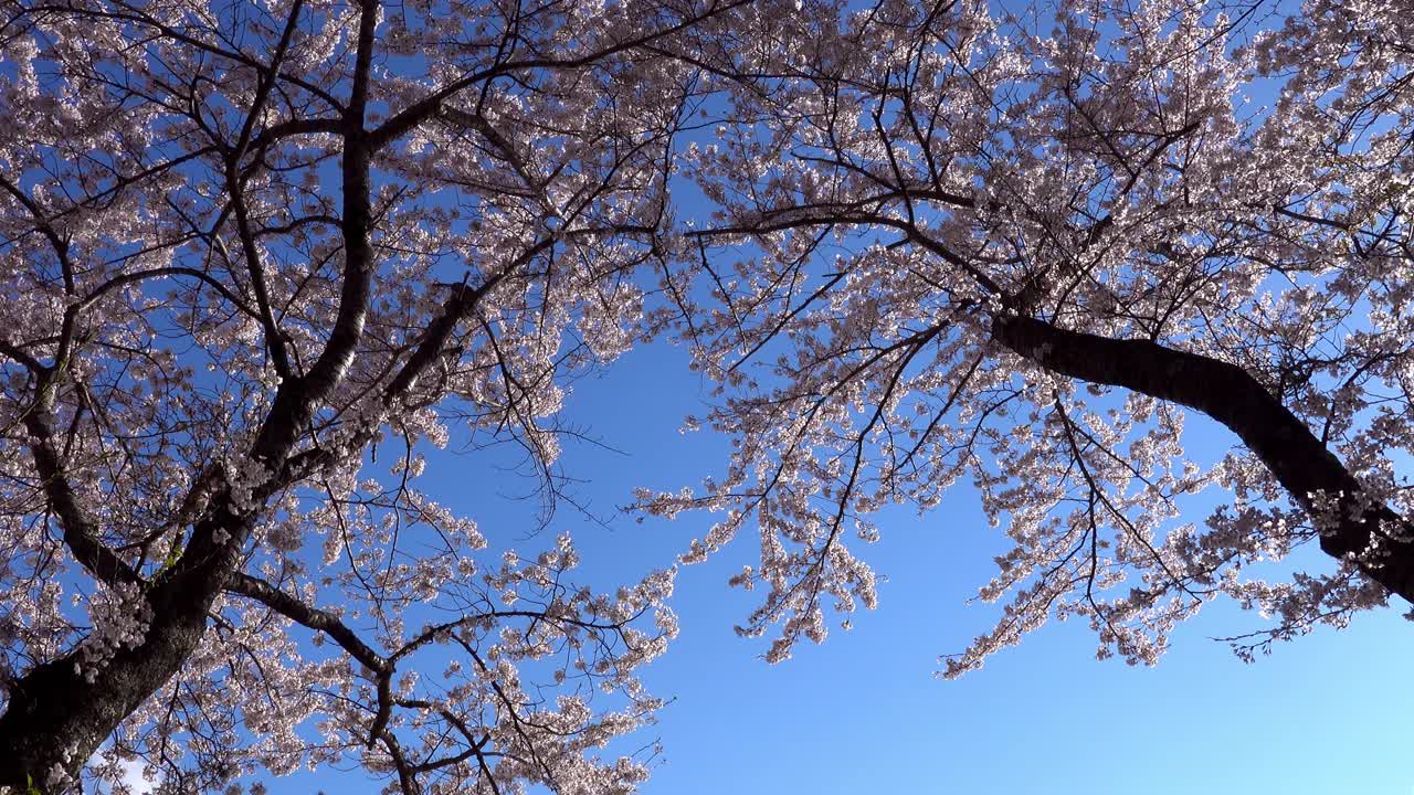 樱花盛开，天空湛蓝的日本风景视频素材