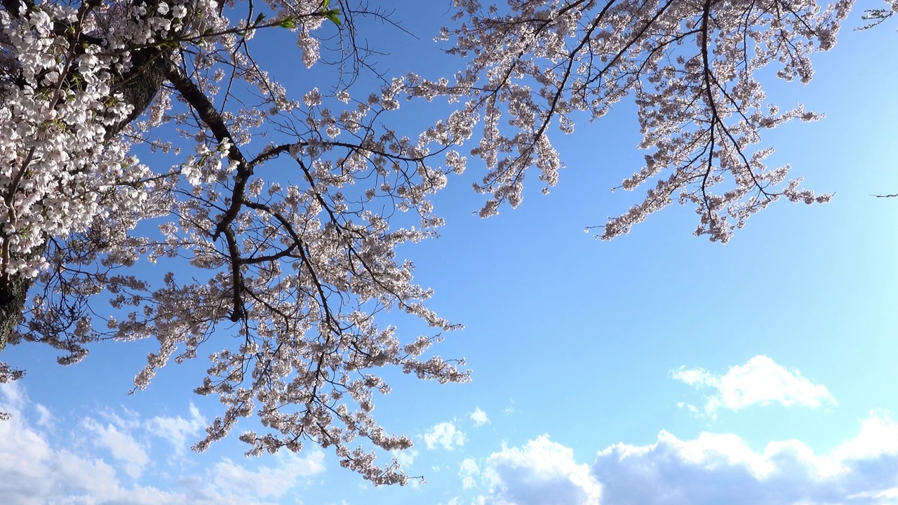 樱花盛开，天空湛蓝的日本风景视频素材