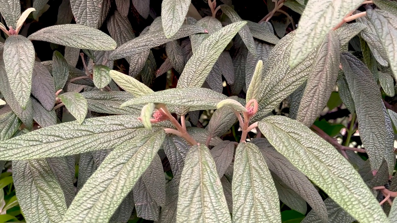 植物背景的特写镜头。视频下载