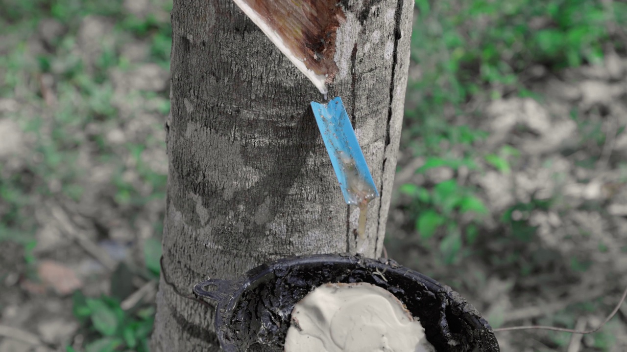 橡胶树，胶乳是从橡胶树滴到橡胶容器或碗里的。缓慢的运动。泰国。视频素材