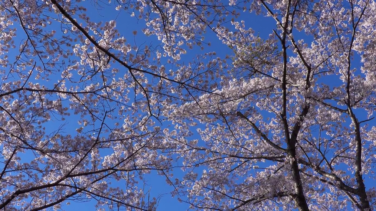 樱花盛开，天空湛蓝的日本风景视频素材