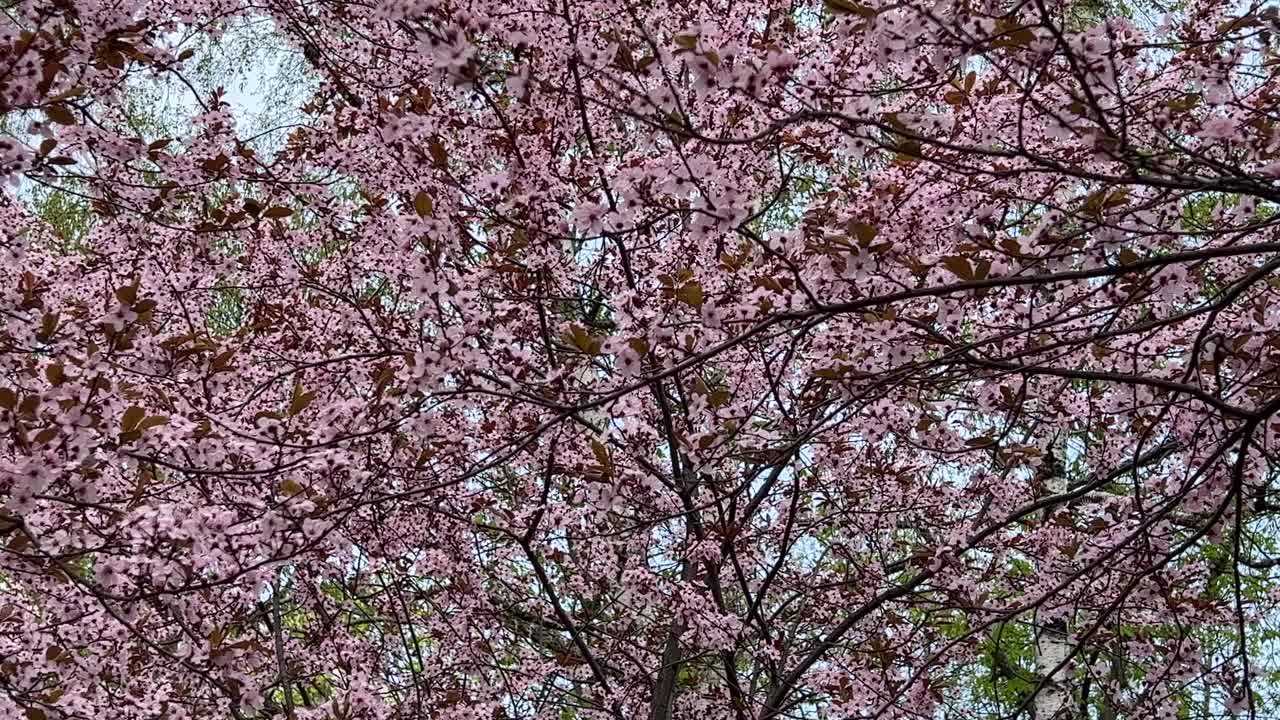 春天的樱花在蓝天的映衬下开满了粉红色的花朵。视频素材