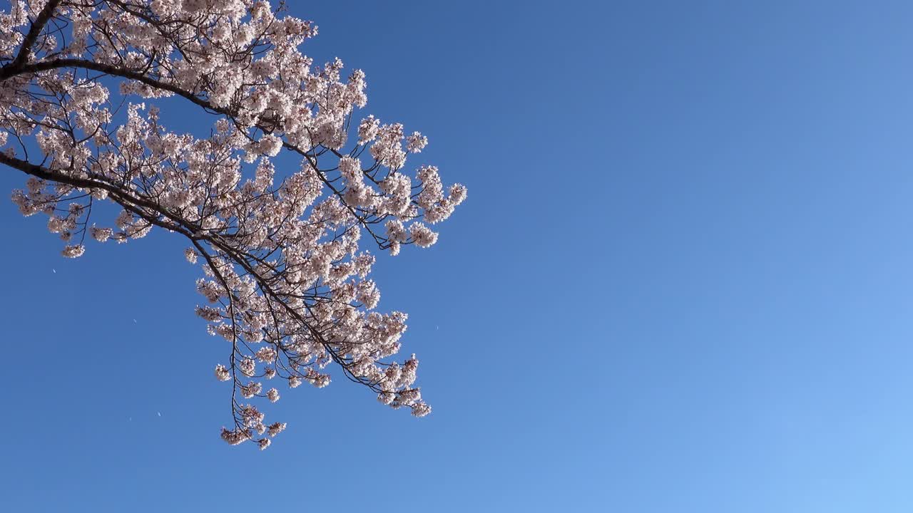 樱花盛开，天空湛蓝的日本风景视频素材