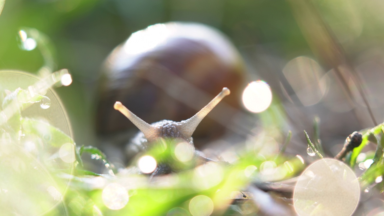 大蜗牛在绿色的草地上用清晨的水珠微距特写视频素材