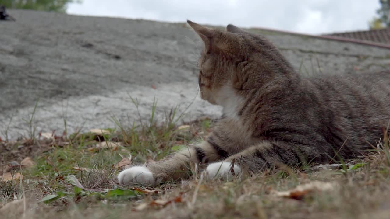 可爱的小猫躺在草坪上，探索花园。视频下载