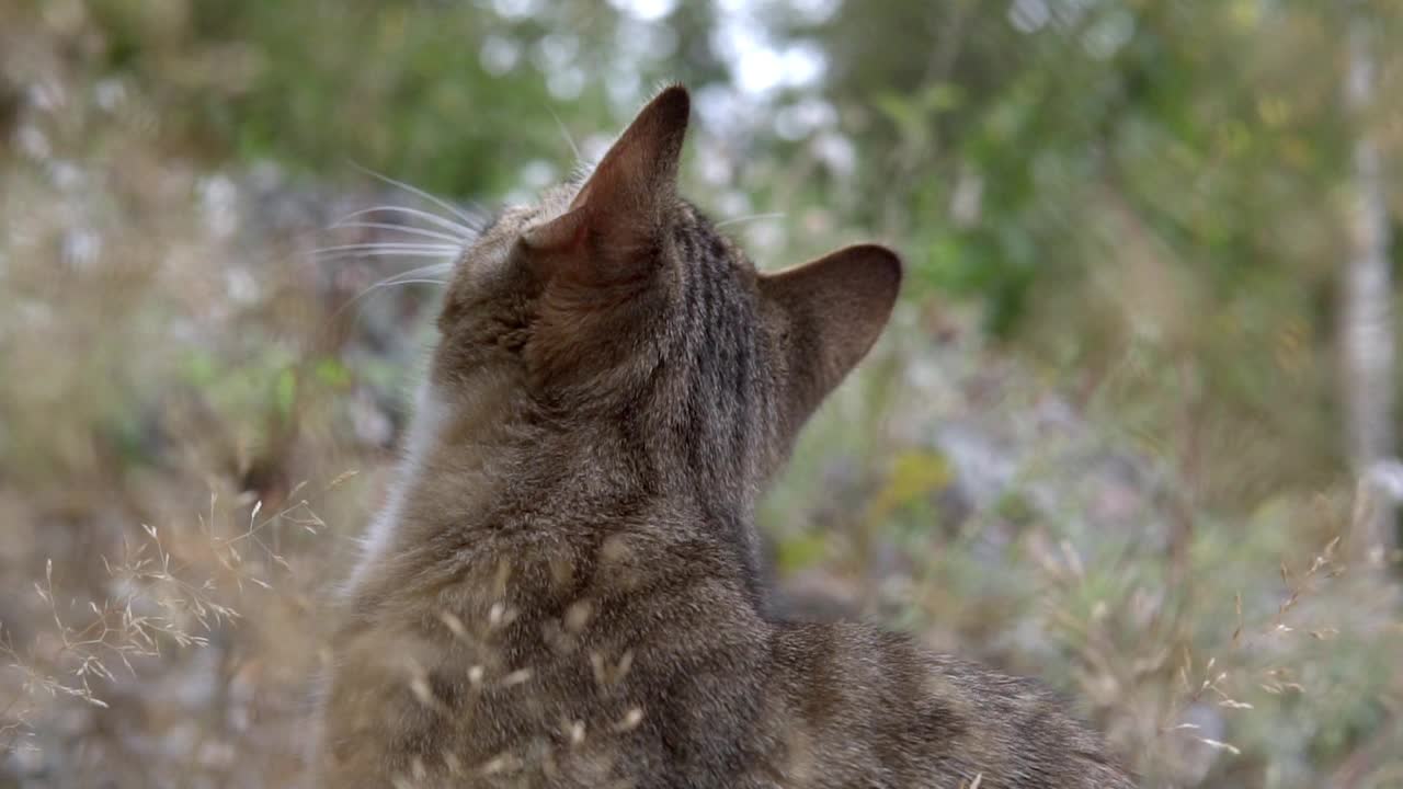 一只可爱猫咪的梦幻慢动作镜头。在户外的花园里。瑞典的自然。视频素材