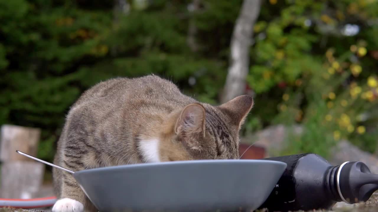 可爱的彩色小猫在户外花园吃从一个灰色的碗。瑞典的自然。慢动作镜头。视频素材