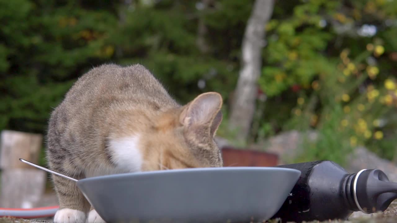 可爱的彩色小猫在户外花园吃从一个灰色的碗。视频素材