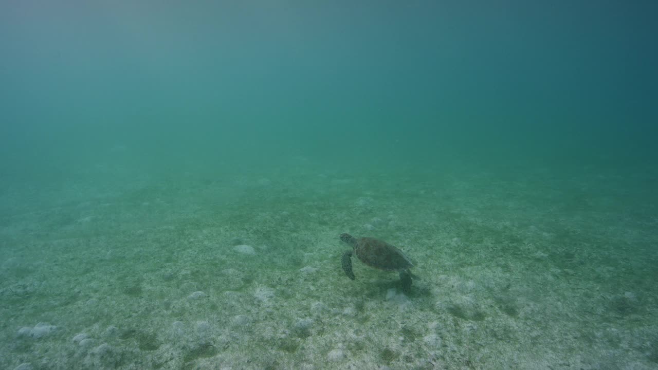 幼海龟视频素材