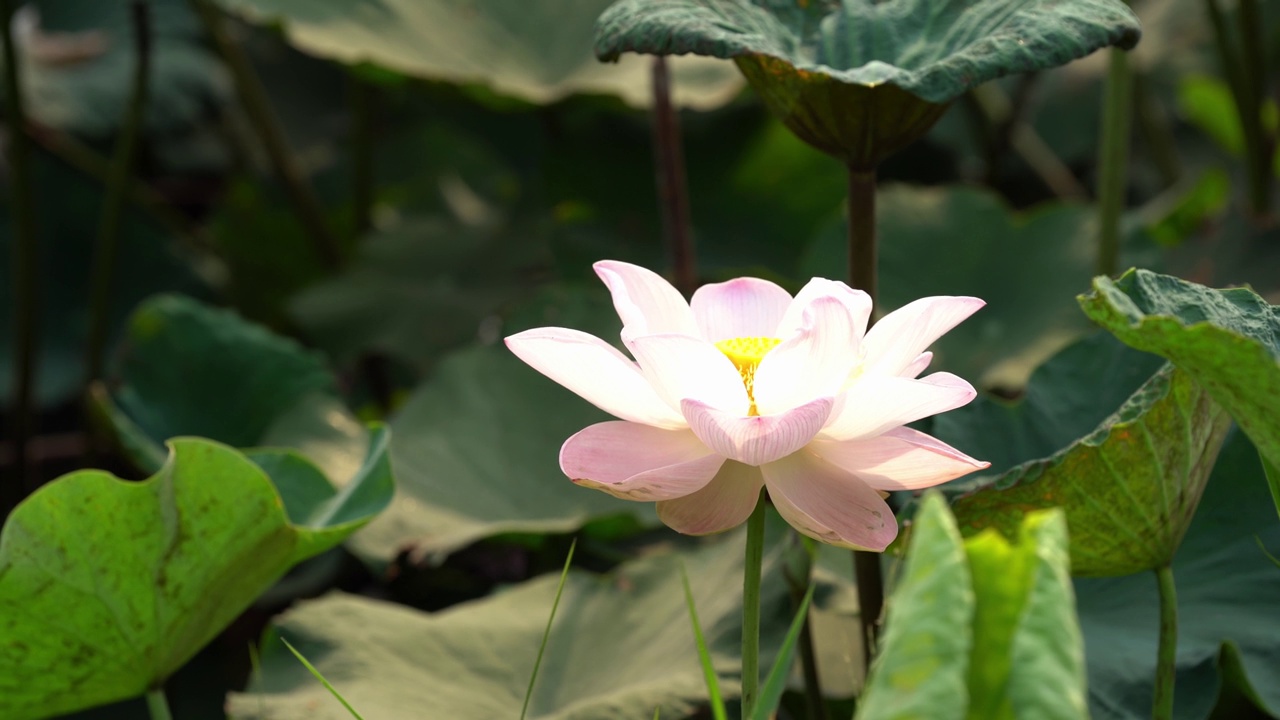 莲花场视频素材