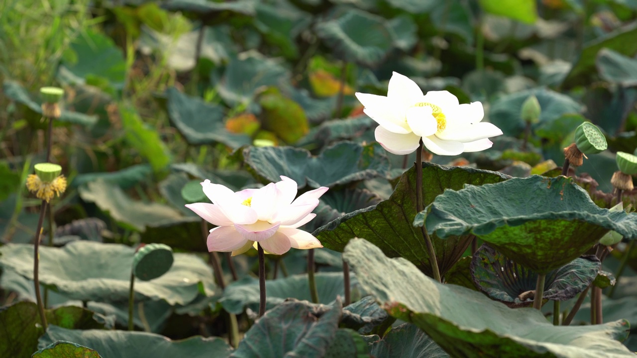 莲花场视频下载