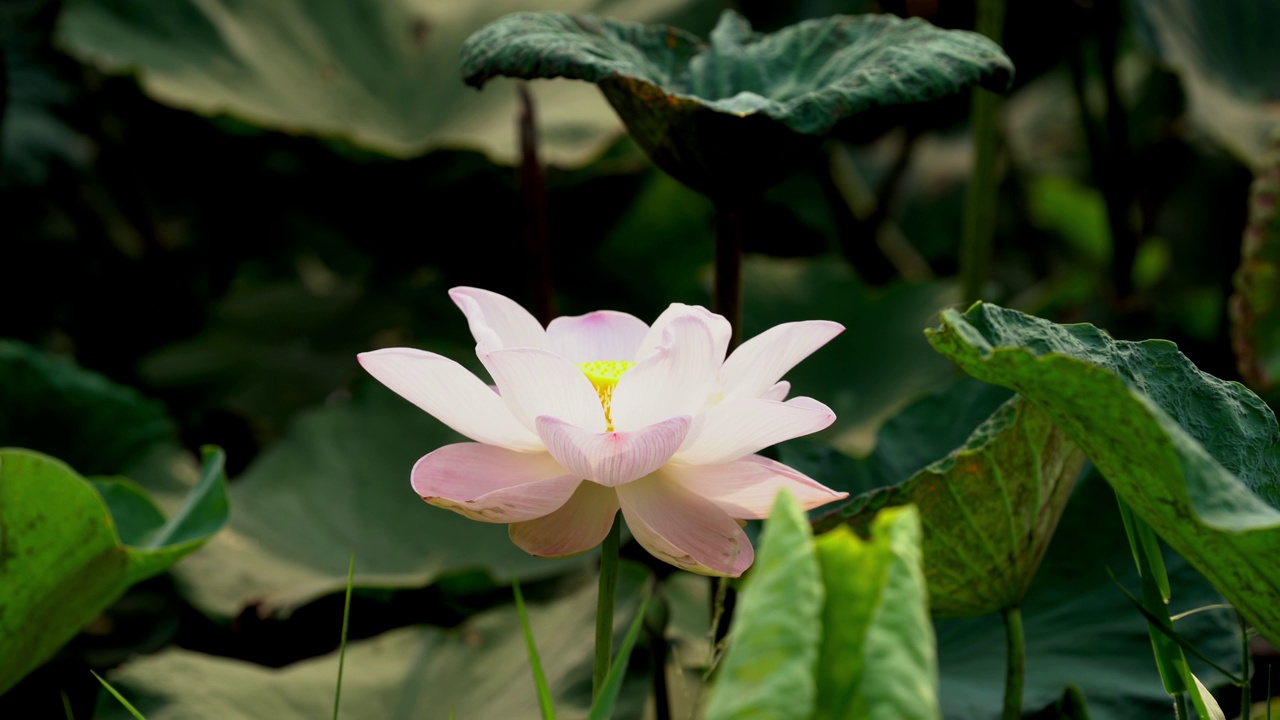 莲花场视频素材