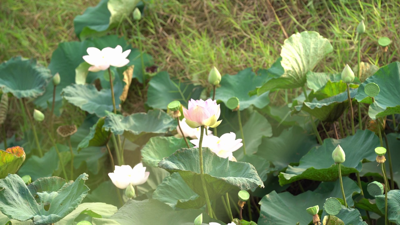 莲花场视频下载