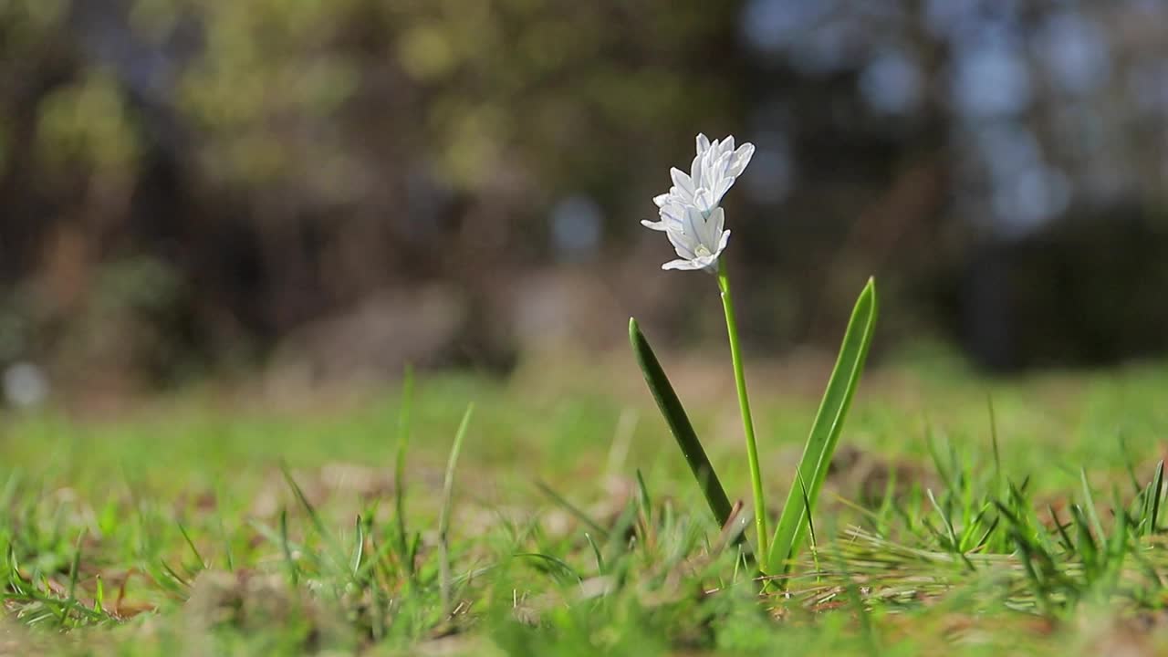 春花背景视频素材