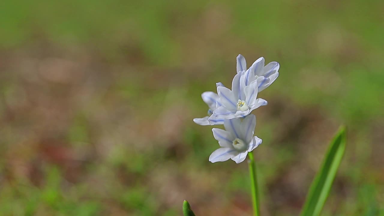 春花背景视频素材