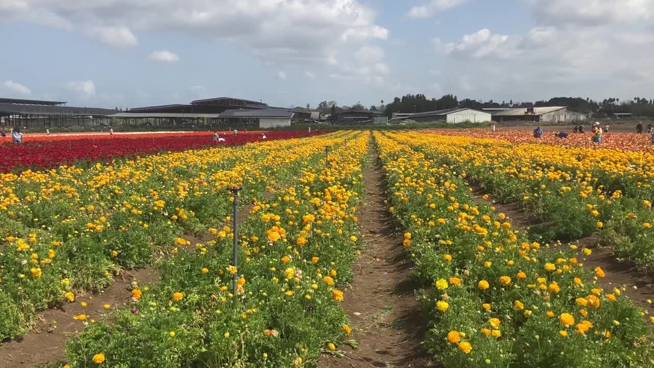 五颜六色的毛茛田视频素材