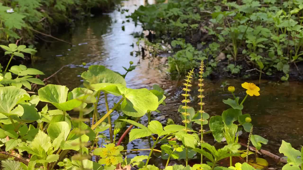 春天的森林溪流，以水为背景的绿色草本、树叶和黄花特写视频下载