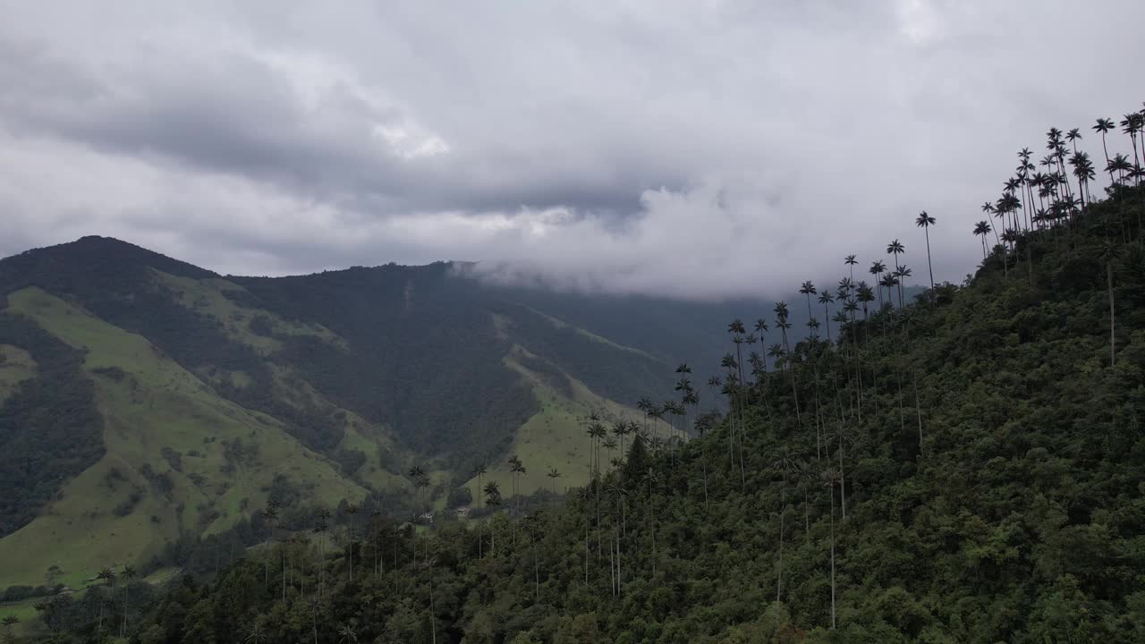 The World's Tallest Wax Palms (Ceroxylon quindiuense) Recognized by UNESCO as Cultural Heritage Found in the Cocora Valley, Salento, Quindío, Colombia视频素材