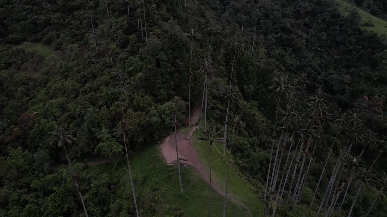 The World's Tallest Wax Palms (Ceroxylon quindiuense) Recognized by UNESCO as Cultural Heritage Found in the Cocora Valley, Salento, Quindío, Colombia视频素材