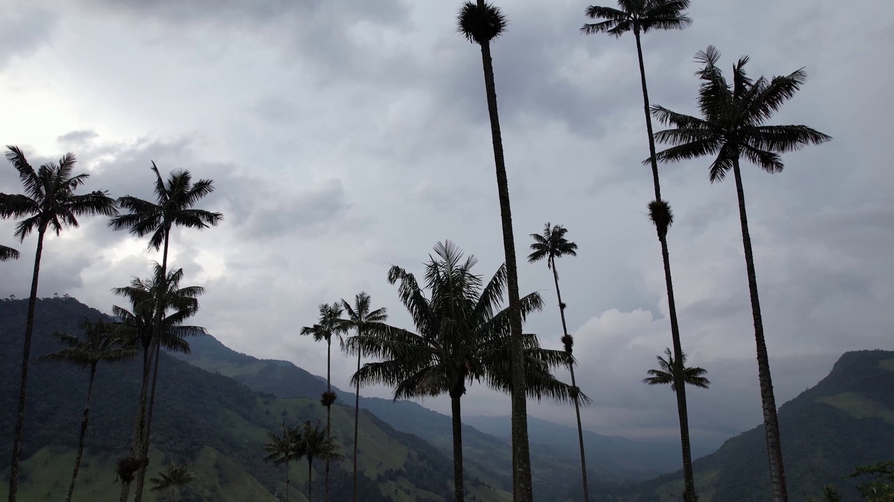 The World's Tallest Wax Palms (Ceroxylon quindiuense) Recognized by UNESCO as Cultural Heritage Found in the Cocora Valley, Salento, Quindío, Colombia视频素材